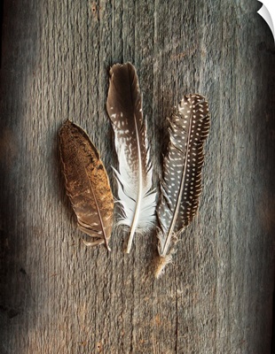 Feather Collection II