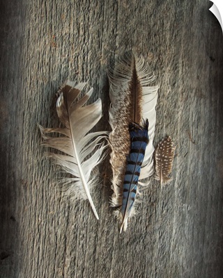 Feather Collection III
