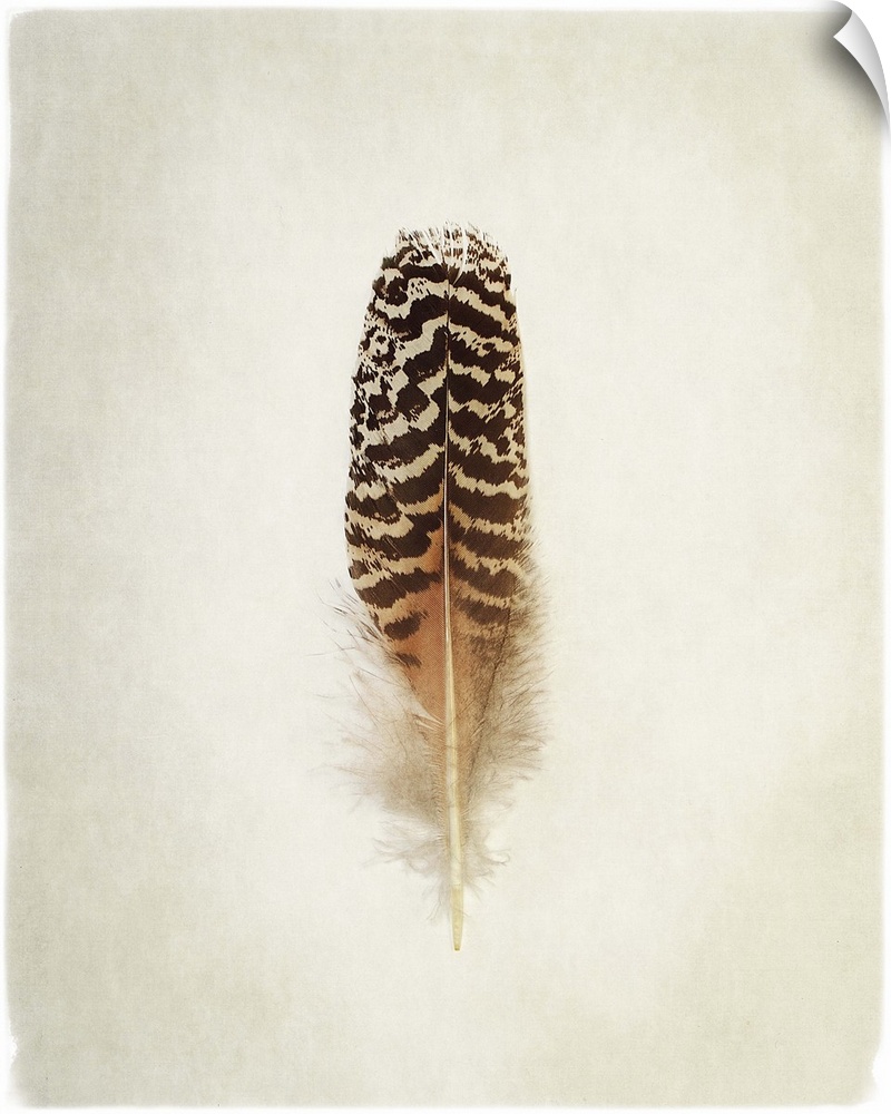 A faded photograph of a bird feather in the center of the frame.
