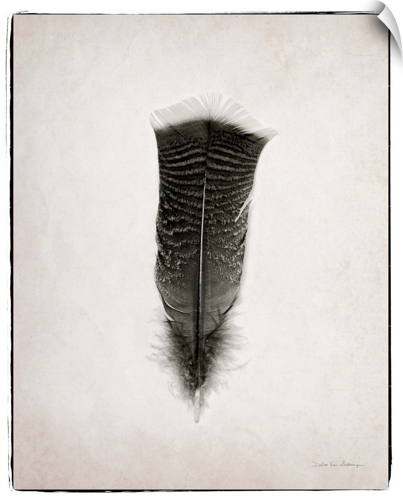 A photograph of a feather against a gray background.