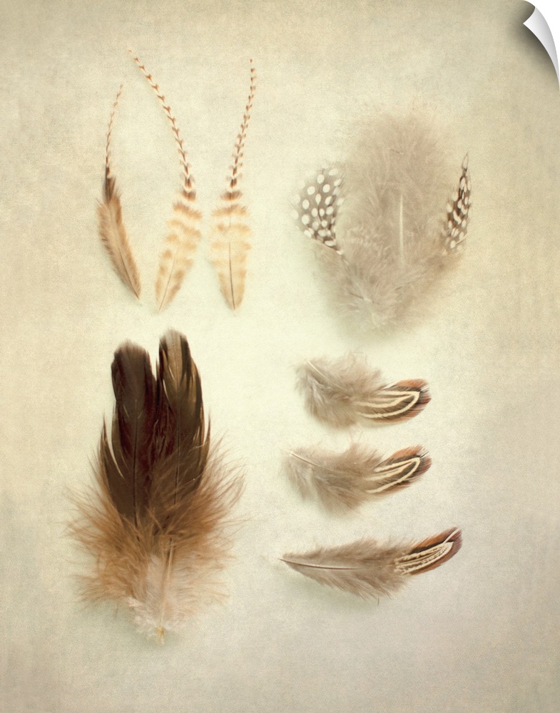 A rustic photograph of various feathers against a beige background.