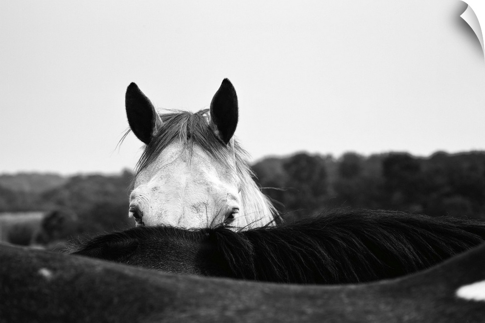 Photograph of a coy horse looking at the camera from behind another horse.