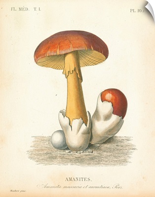 French Mushrooms II
