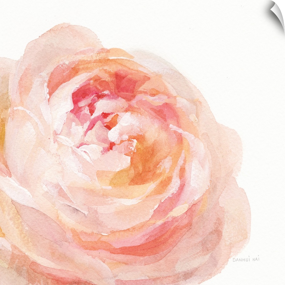 Soft and delicate brush strokes create a garden rose bloom in warm colors over a white background.