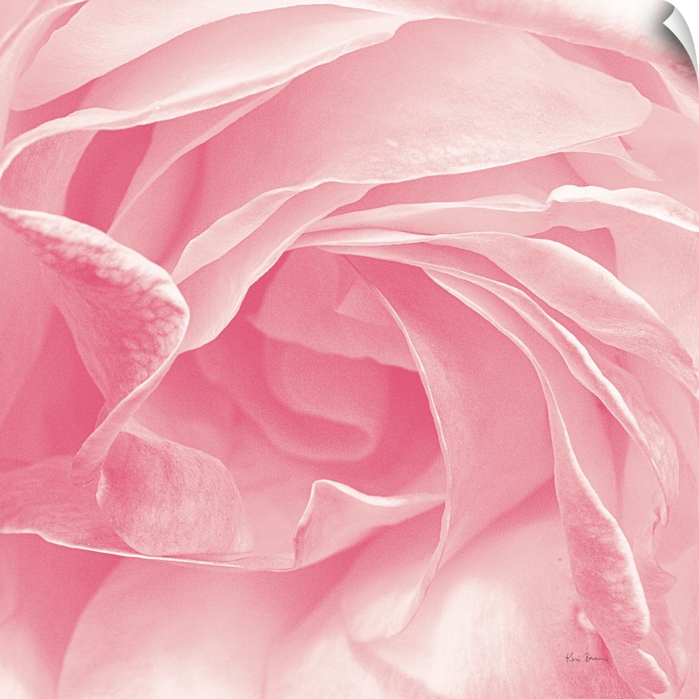 Close-up photograph of a pastel pink rose on a square background.