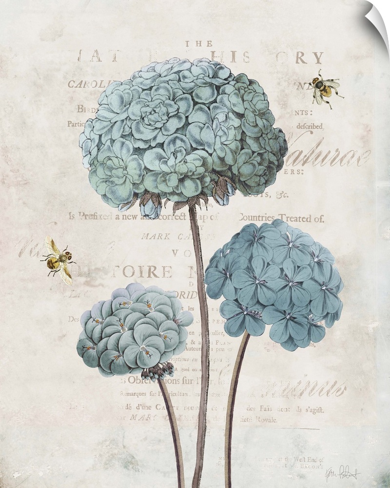 Vintage illustration of blue geraniums and bumble bees with faded text on the background.