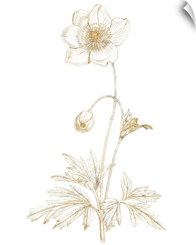Gold illustration of an anemone and flower bud on a solid white background.