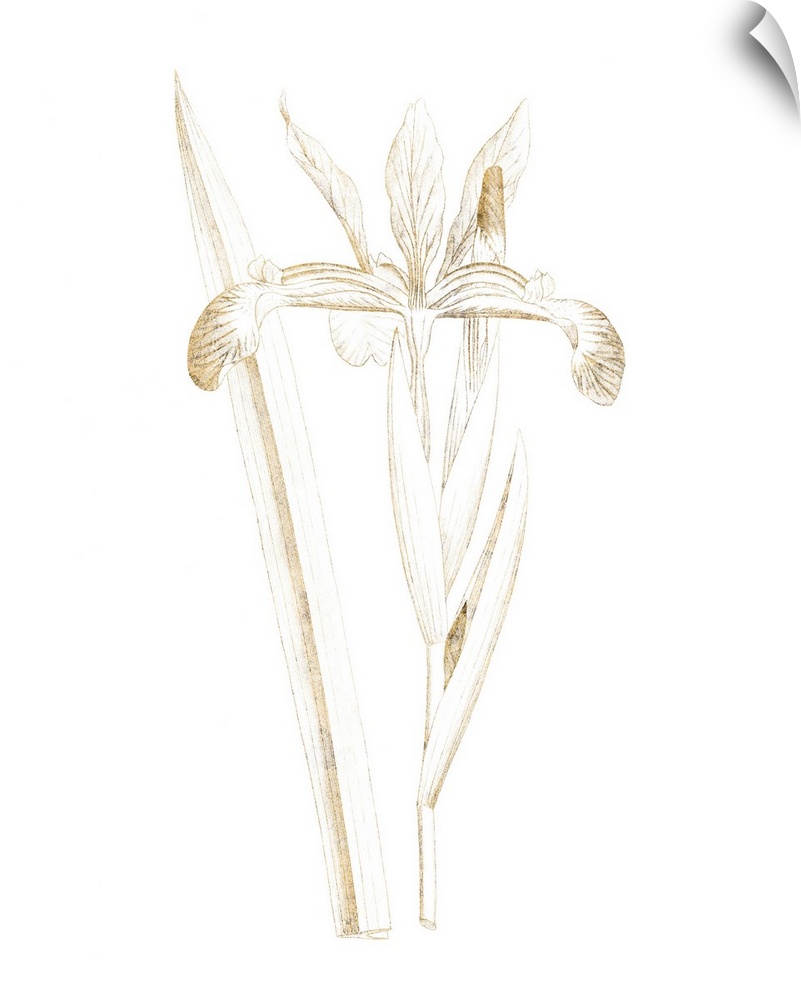 Gold illustration of an iris on a solid white background.