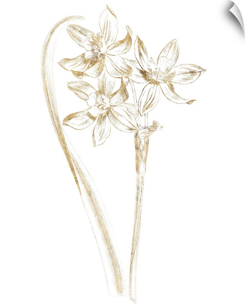 Gold illustration of daffodils on a solid white background.