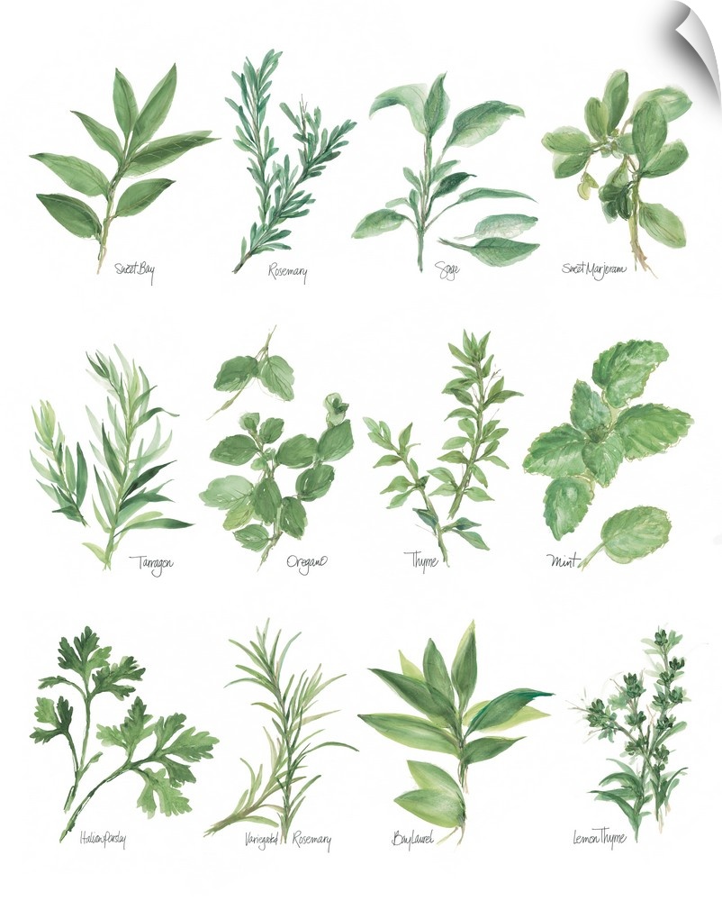 Watercolor painted chart of various herbs with their titles underneath on solid white background.