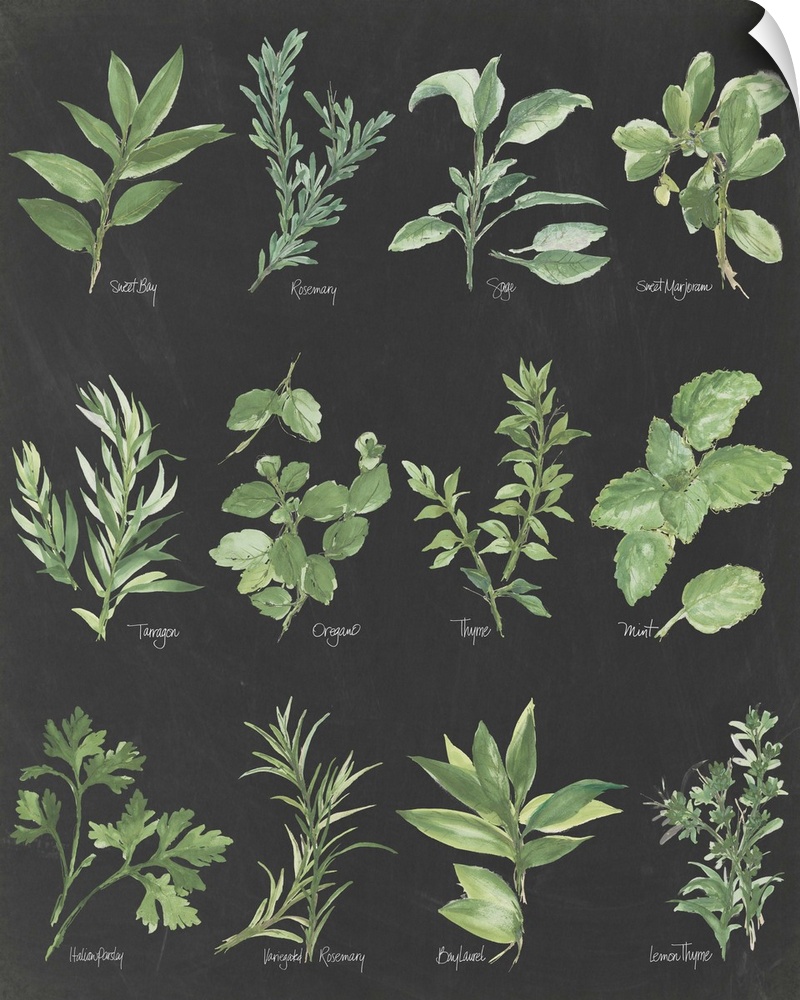 Watercolor painted chart of various herbs with their titles underneath on a black background.