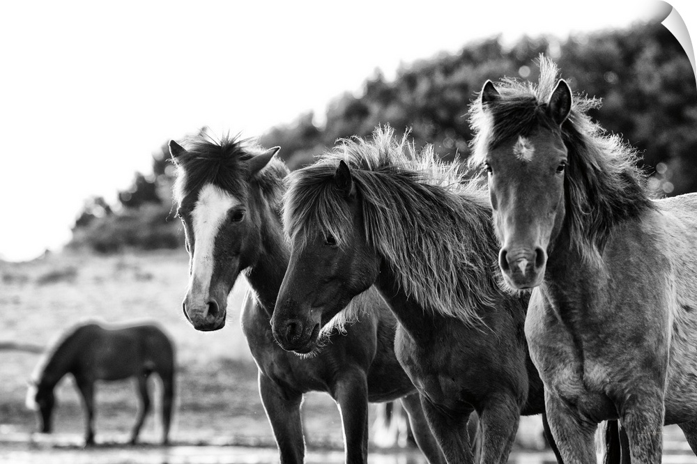 Horses Three