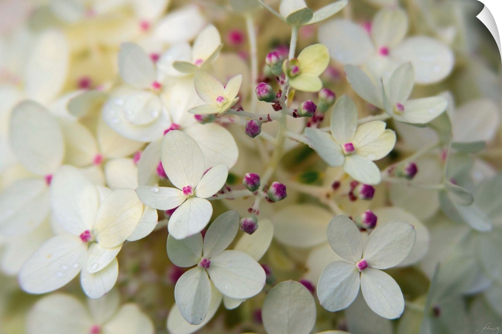 Photograph of white hydrangeas up-close with pink buds and a shallow depth of field.