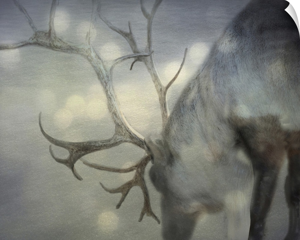 Photograph of a gray reindeer on snow.