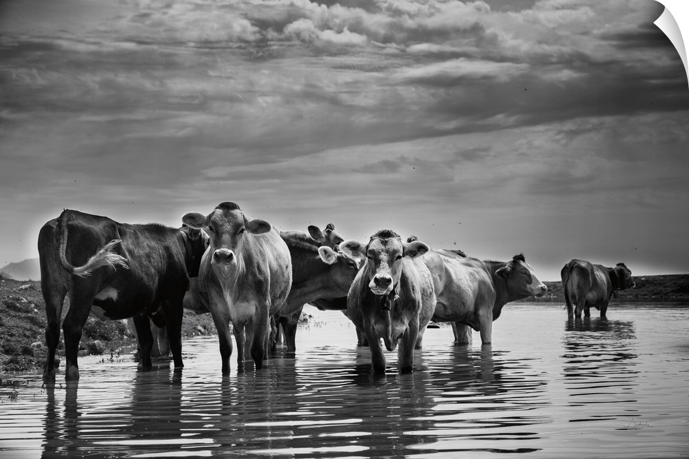 Photograph of a herd of cattle standing in a river as storm clouds roll in.