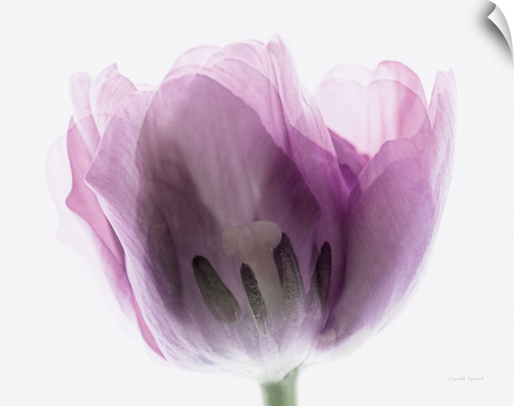 Photograph of a purple tulip in muted tones that fade into the white background.