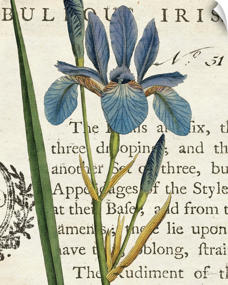 Vintage stylized illustration of a blue iris against a cream background with text.
