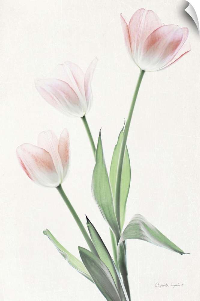 Photograph of pink tulips in muted tones that fade into the white background.