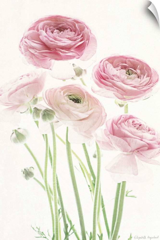 Photograph of pink lady roses in muted tones that fade into the white background.
