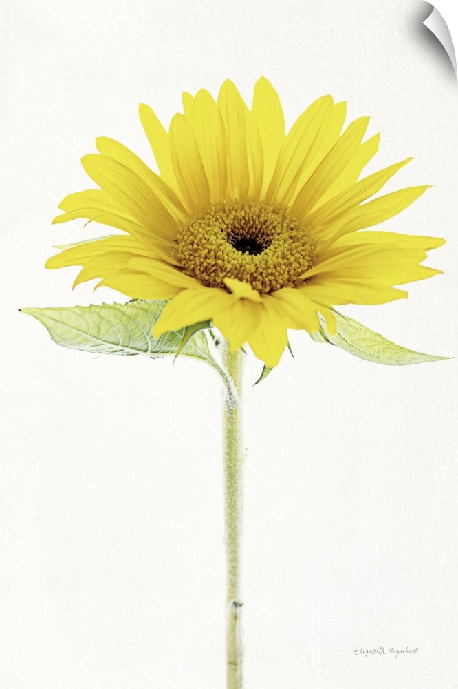 Photograph of a yellow sunflower in muted tones that fade into the white background.