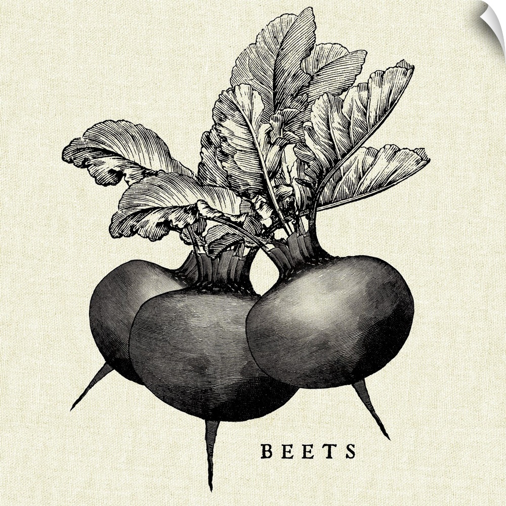 Black and white illustration of beets on a rustic linen background.