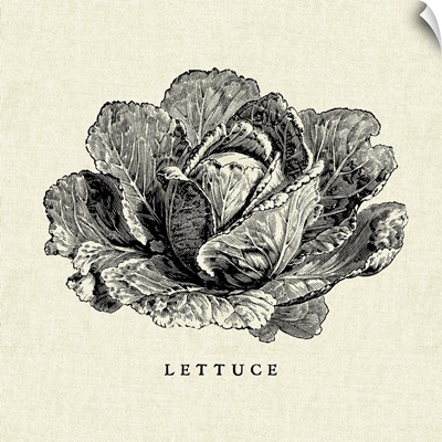 Linen Vegetable BW Sketch Lettuce