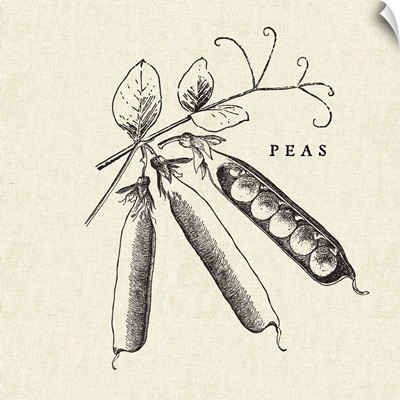 Linen Vegetable BW Sketch Peas