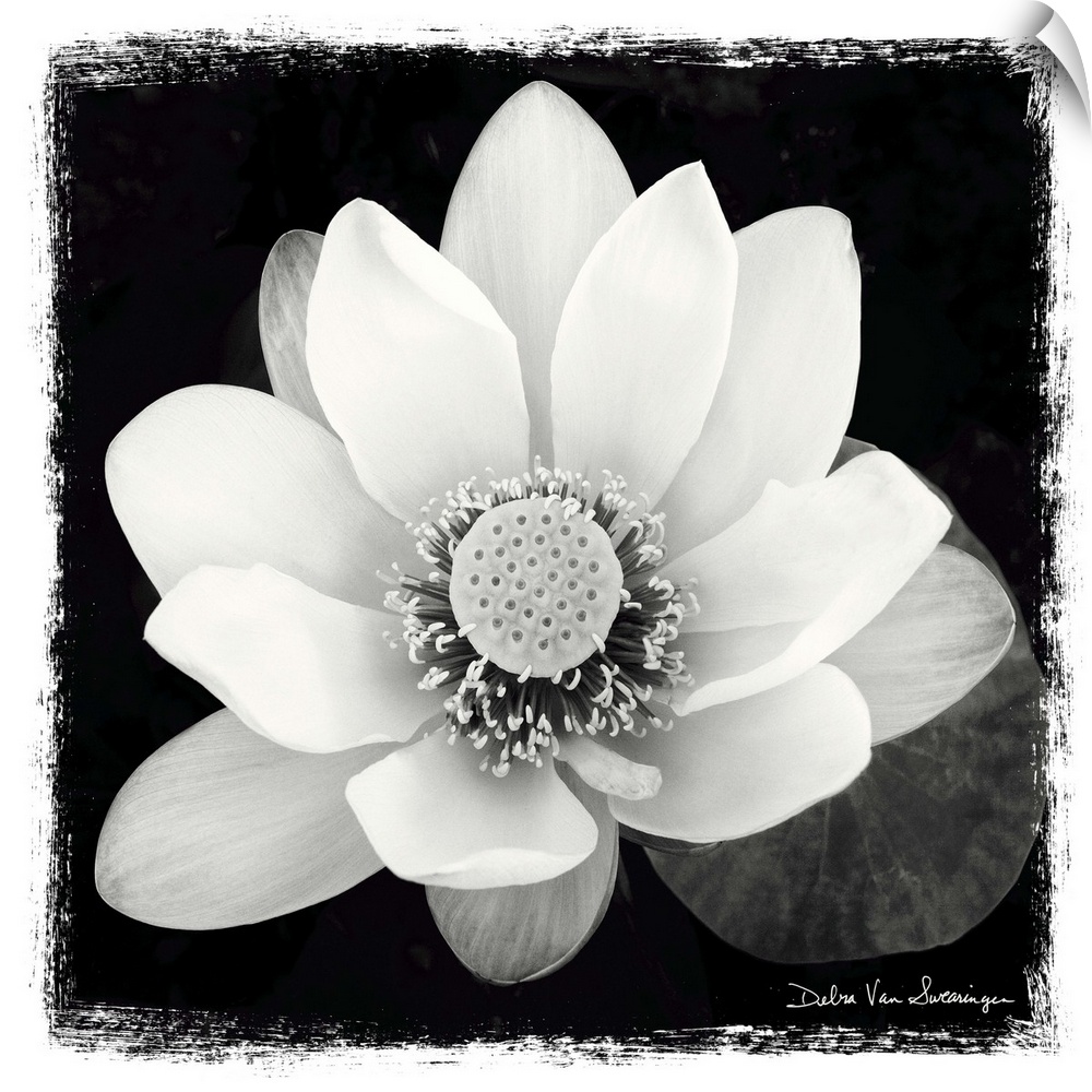 A black and white photograph of a white flower, with and artistic border around it.