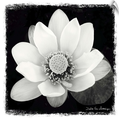 Lotus Flower II