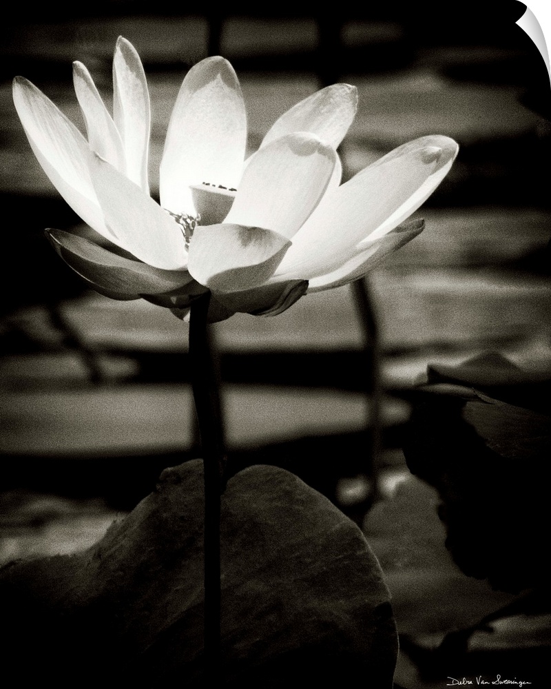 A black and white photograph of a white flower in a pond, surrounded by lily pads.