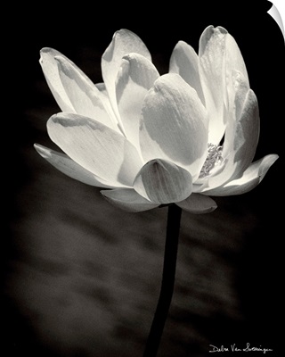 Lotus Flower X