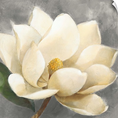 Magnolia Blossom on Gray
