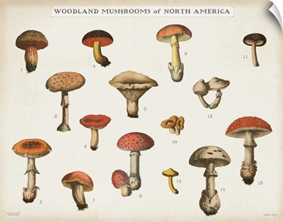 Mushroom Chart I light