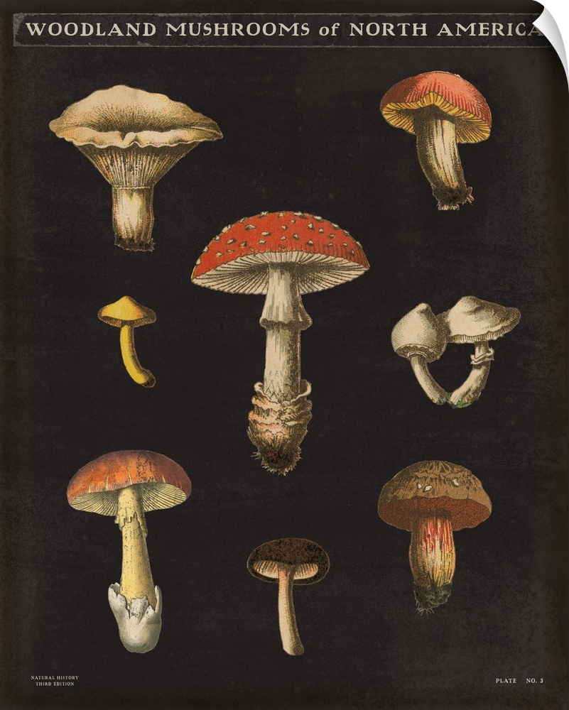 Vertical Woodland Mushrooms of North America chart with a black background.
