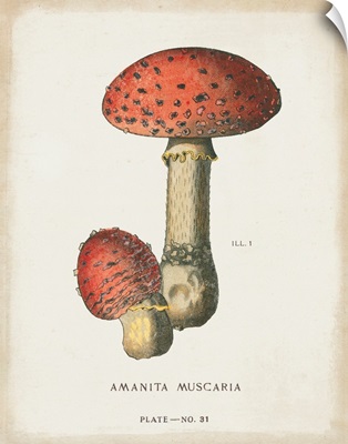 Mushroom Study I