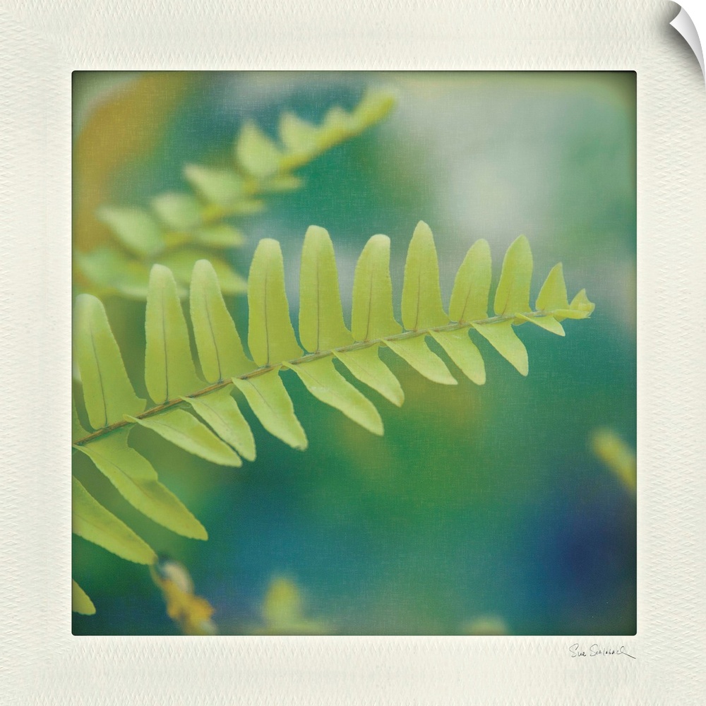Photograph of a bright green fern, with a blurred background keeping focus on the fern.
