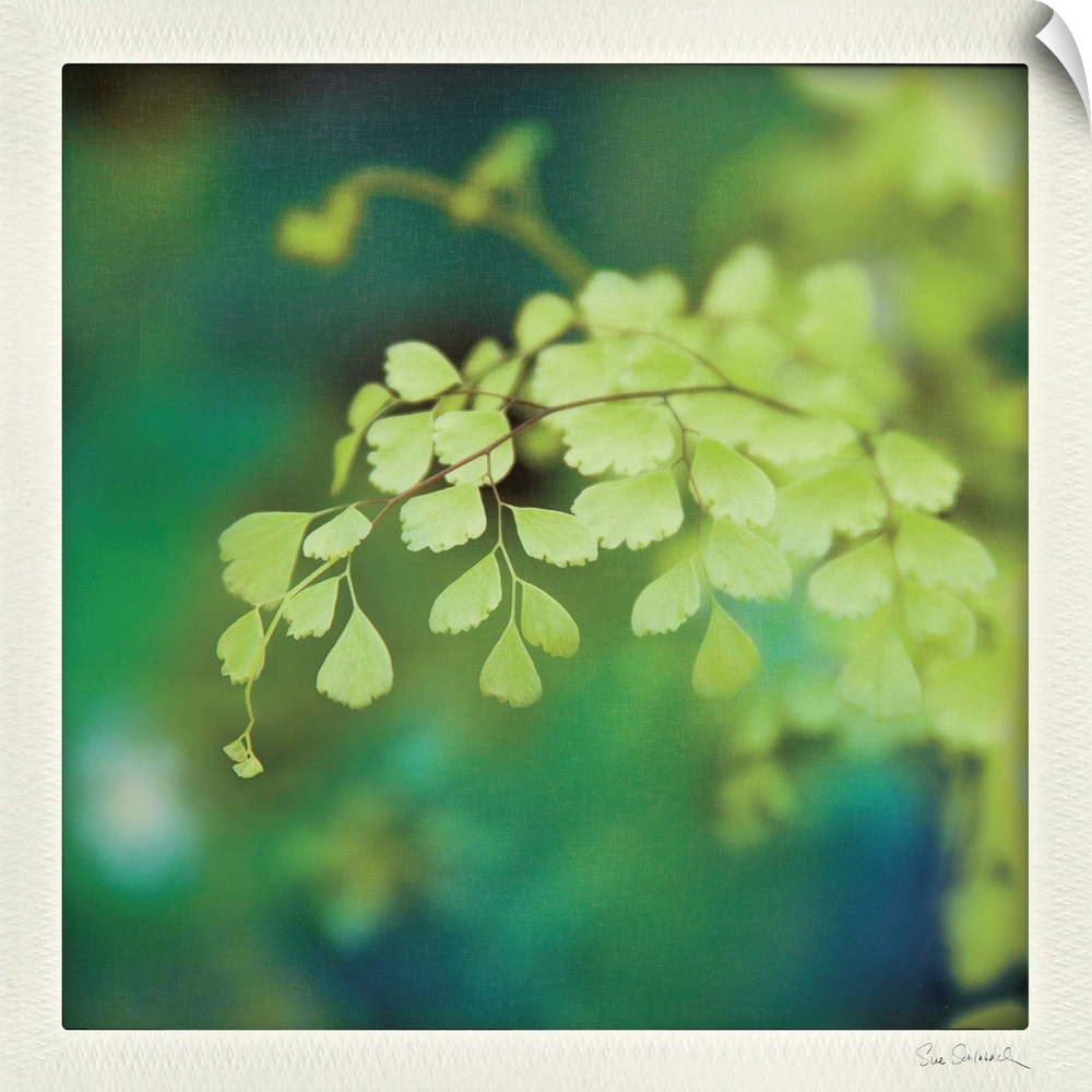 Photograph of a bright green fern, with a blurred background keeping focus on the fern.