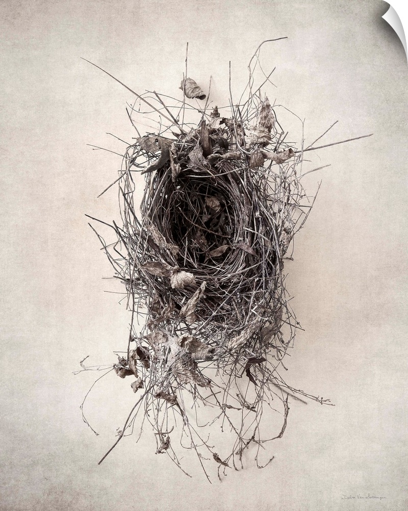 Antique style photograph of an empty leafy bird's nest.