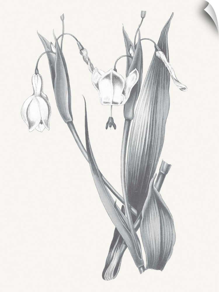Black and white painting of lilies on a neutral colored background.