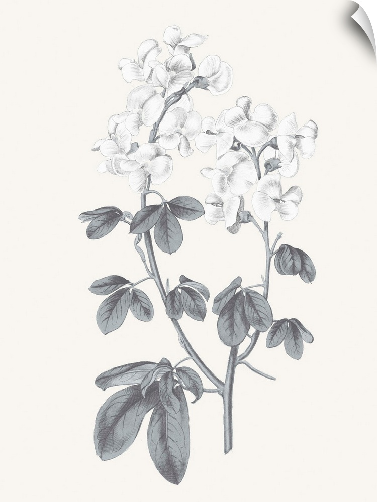 Black and white sweet pea flowers on a neutral colored background.