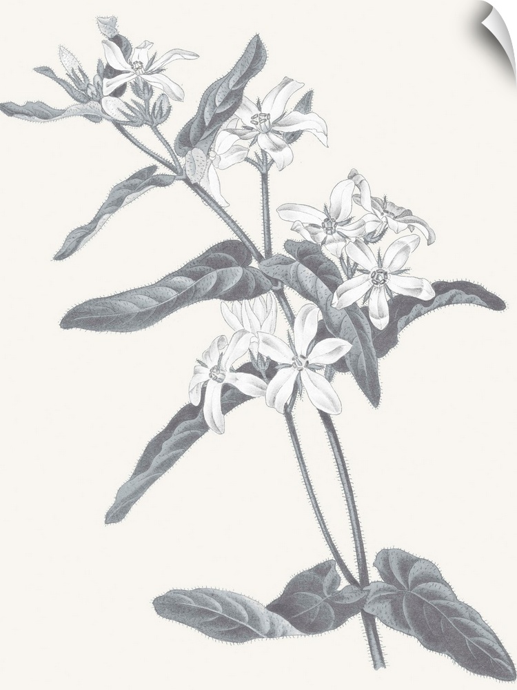 Black and white painting of flowers on a neutral colored background.