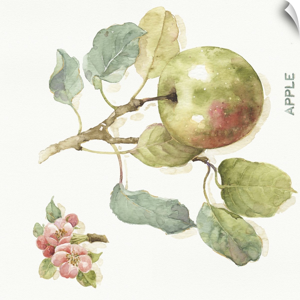 Watercolor illustration of an apple hanging off a branch.