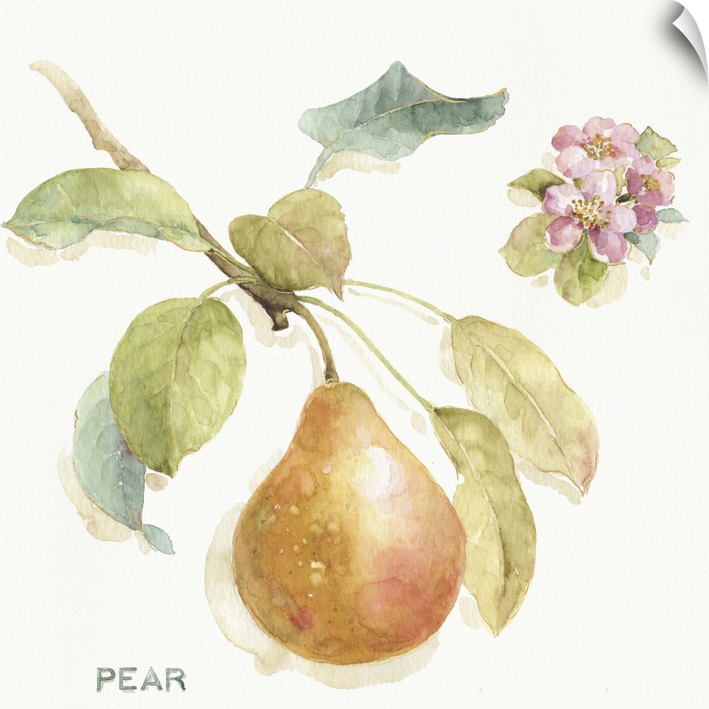 Watercolor illustration of a pear hanging off a branch.