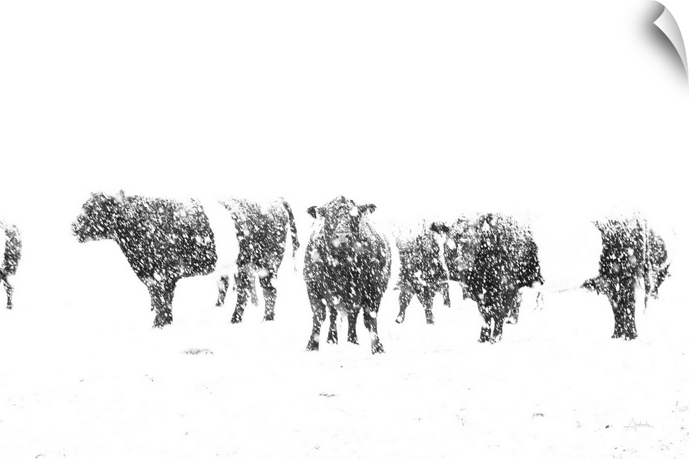 In this photograph, black cows contrast an all white snowy landscape.