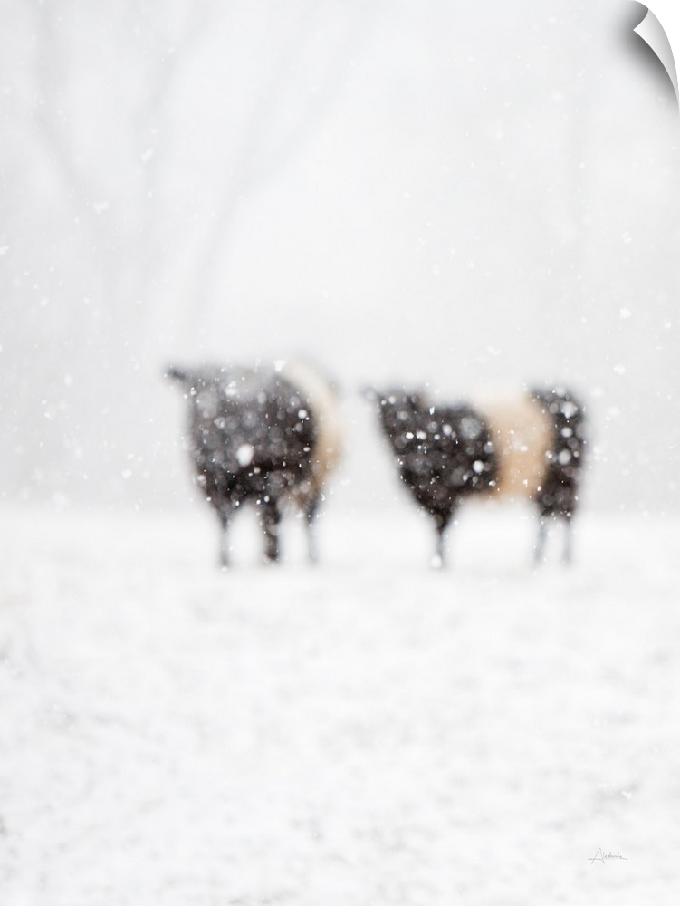 Artistic photograph of two cows standing in a snowy field with prominent blurring throughout.