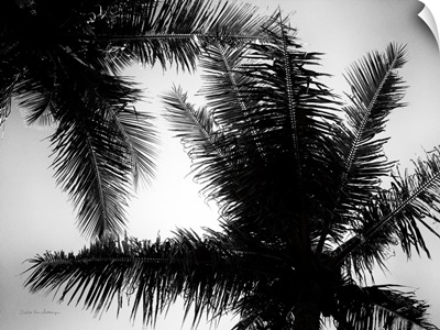 Palm Tree Looking Up I