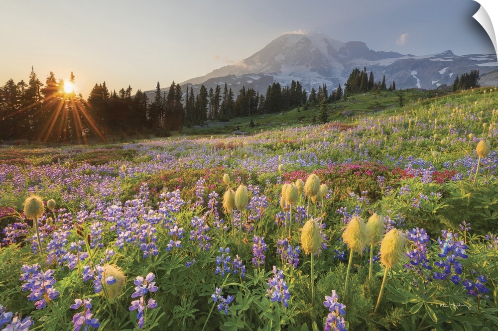 Sunset over Mount Rainier Paradise wildflower meadows. Containing a mixture of Western Anemone, Broadleaf Lupines, Pink Mo...