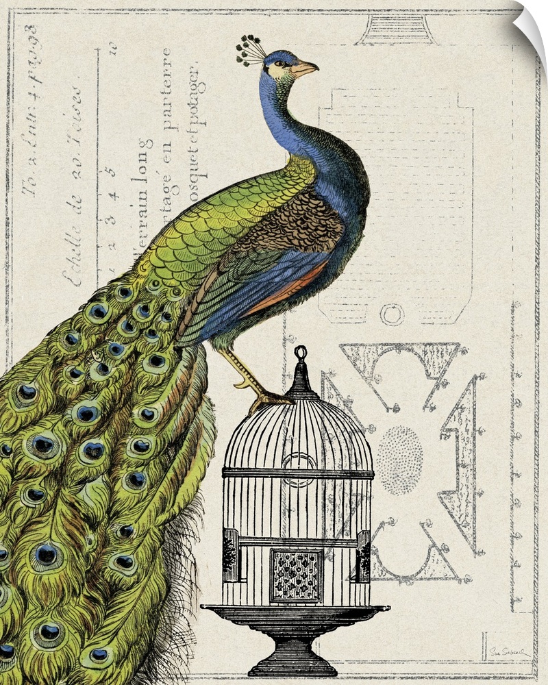Antique-style collage of an illustrated Indian peafowl on a cage combined with an architectural drawing.