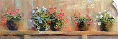Petunias in Pots