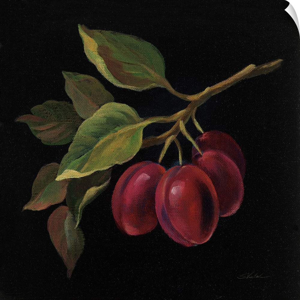 Square painting of prunes on the vine with a solid black background.